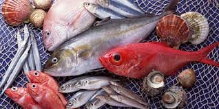 Cá chứa thủy ngân mẹ bầu cần tránh