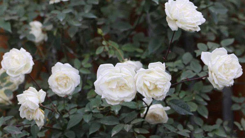 Sử dụng hoa hồng trắng để điều trị bệnh sổ mũi 
